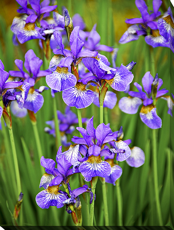 Irises Ii